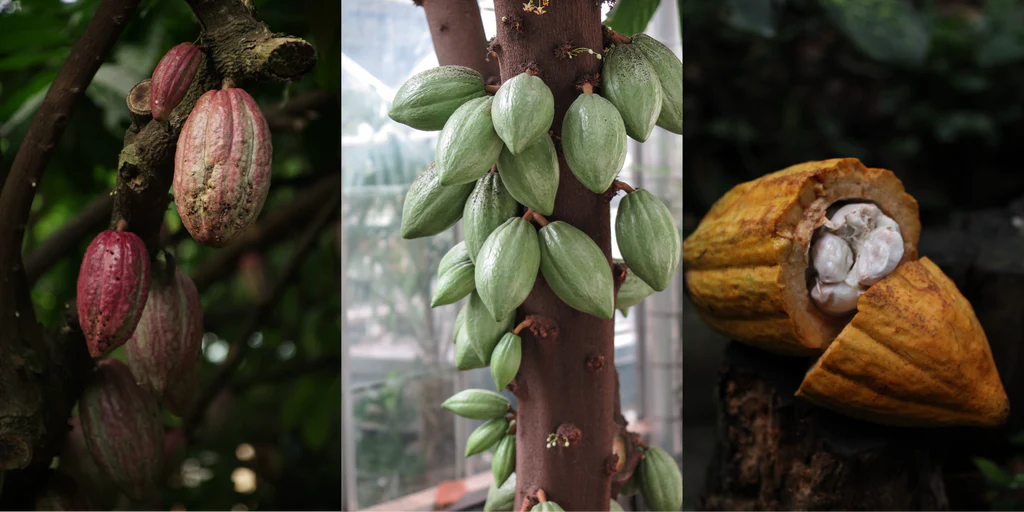 Ceremonial cacao cup - Cacao pod
